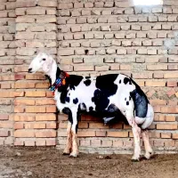 قوچ بره پلنگی بروجردی خال سیاه
