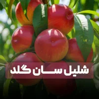 نهال شلیل شمس در نورآبادقیچی باغبانی هدیه