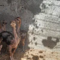 جوجه لاری ارزان شد نصف قیمت همه