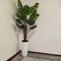 گل ها برگ انجیری خارجی همراه گلدان