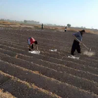 کارگر کشاورزی تکی و دسته