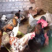 مرغ تخمگذار خروس گلین ریشو اردک