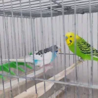 مرغ عشق