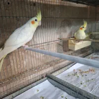عروس هلندی جفت