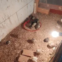 جوجه بلدرچین