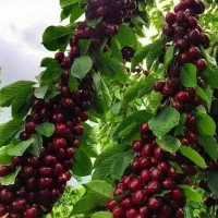 نهال پنج ساله بزرگ سال گیلاس سطلی تکدانه