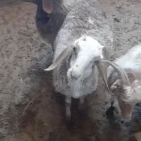 فروش کره و بره بومی