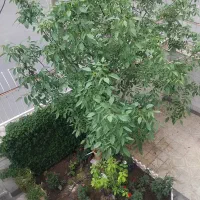 شناور