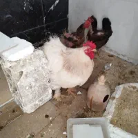 مرغ و خروس نژاد دار