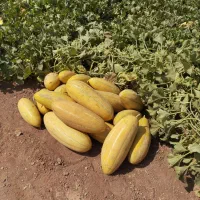 خربزه مشهدی