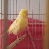 قناری ماده