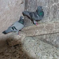 کفتر‌مسافتی