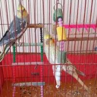 عروس هلندی