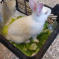 خرگوش