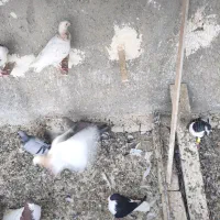 فروش ۱۵کبوتر رنگی و هفت رنگ
