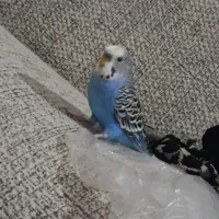 دوجفتت مرغ عشق