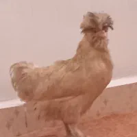 مرغ زیبا تخمگذار