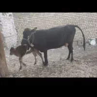 گاو و گوساله