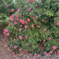 گلاب دو آتیشه کاملا ارگانیک روستای خسرویه
