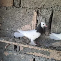 کبوتر طوقی وپتی و پرشی