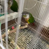 دو عدد گرینچیک رد فکتور