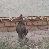 خروس مرندی