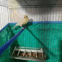 قناری ماده آماده فروشی سیرجان