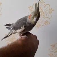 ۲  عدد عروس هلندی  دستی