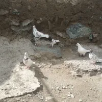کبوتر