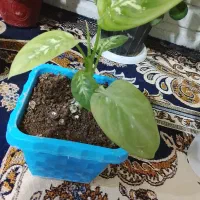 گل‌‌حسن‌هسن‌یوسف‌‌خارجی‌سرحال‌زیبا