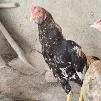 خروس دورگ