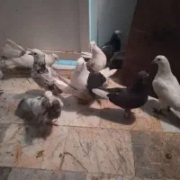 کفتر کبوتر ی جایی