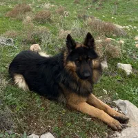 ژرمن نر