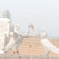 طوق هفرنگ زرد چاپدار