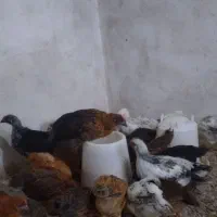 جوجه یک ماه گلپایکان