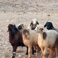 فروش ۱۰ راس شیشک میش آبستن داشتی