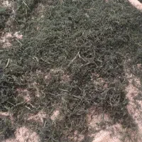 شیوید بومی تازه