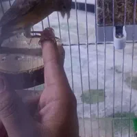 قناری شیش دانگ