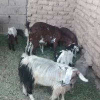 گوسفندفروشی