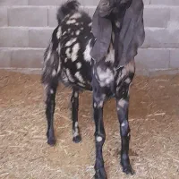 نری پلنگی کل برا تخم نوق رفسنجان