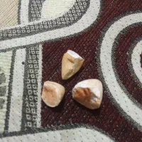 مهره هندی سالم