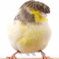 قناری جوجه زرد بل..