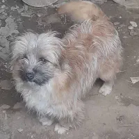 سگ پاکوتاه