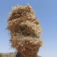 علف