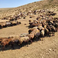گوسفند افشار