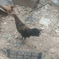 مرغ و خروس جوجه بزرگ