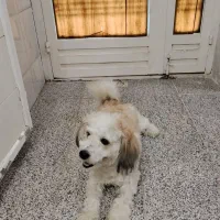 سگ گمشده‌