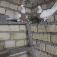 کبوتر