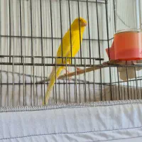 قناری رسمی بلند