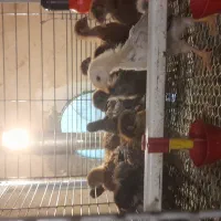 جوجه تخم گذار ده روزه